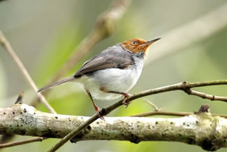 Roodkapsnijdervogel - Artisornis metopias